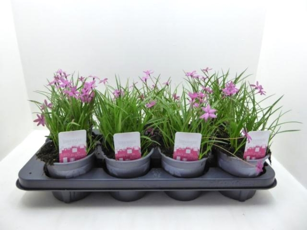 Rhodohypoxis baurii pink