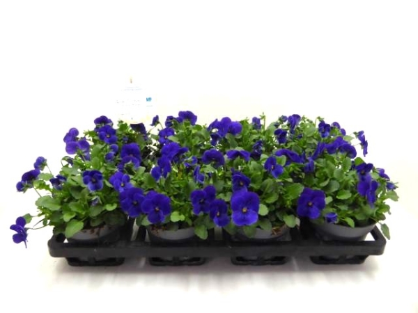 Viola cornuta Blautöne