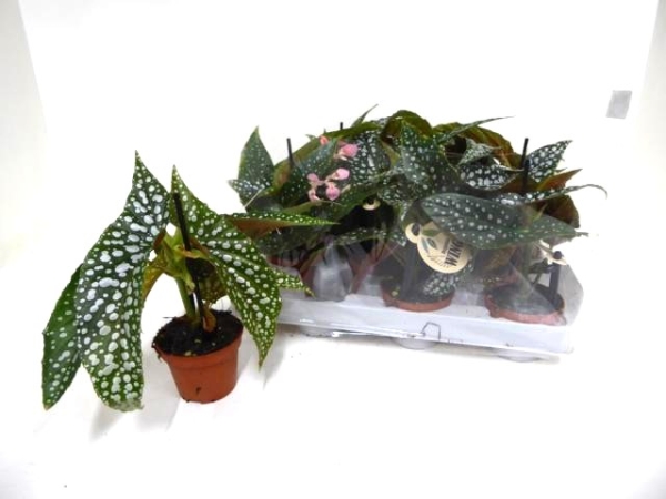 Mini Begonia "Silver Spot"