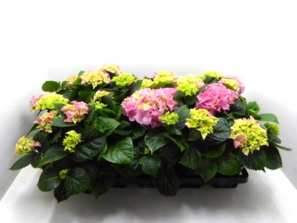 Hydrangea mac. midi rosa