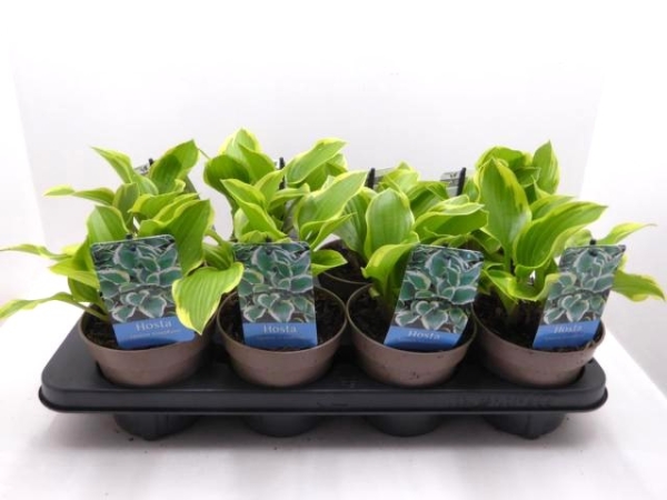 Hosta "Queen Josephine"