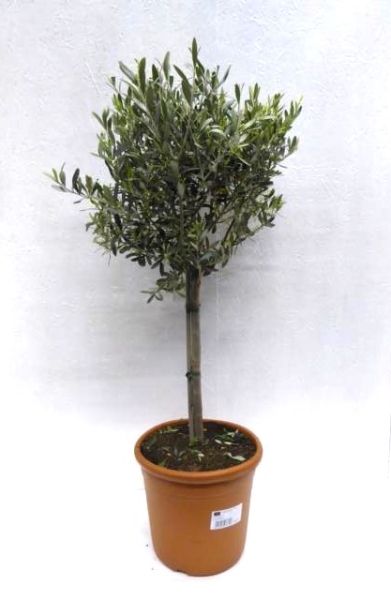 Olea europea Stamm