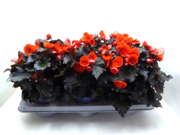 Begonia elatior orange dunkellaubig