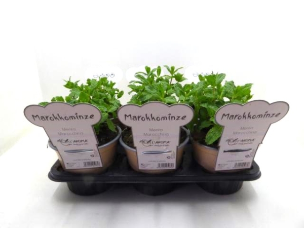 L'Aroma - Minze Marokko