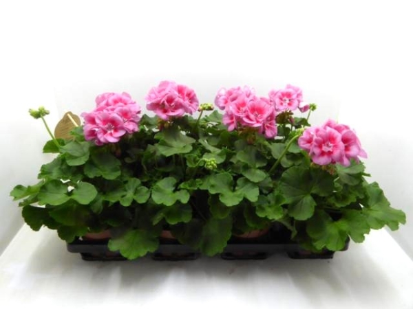 Pelargonium zonale Pink/Rosa-Töne