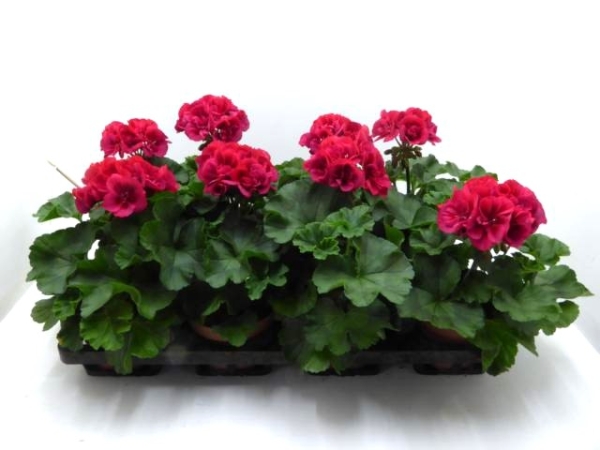 Pelargonium zonale magenta