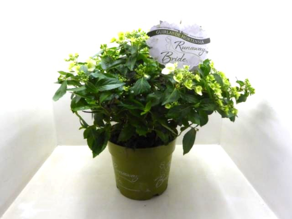 Hydrangea "Runaway Bride" Busch