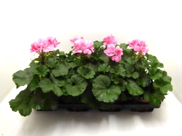 Pelargonium zonale rosa