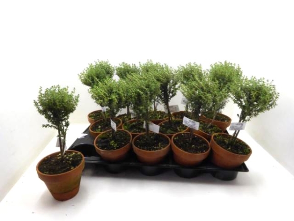 Thymian Stämmchen Tontopf