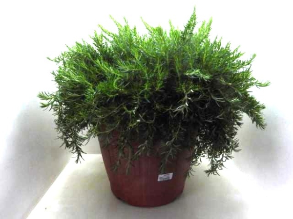 Rosmarin hängend Busch T45