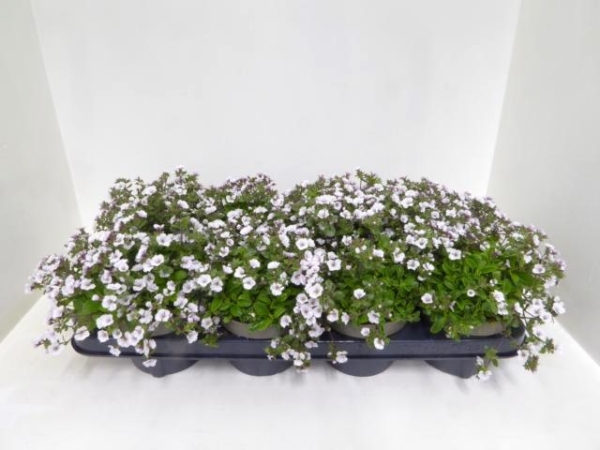 Gypsophila cerastioides