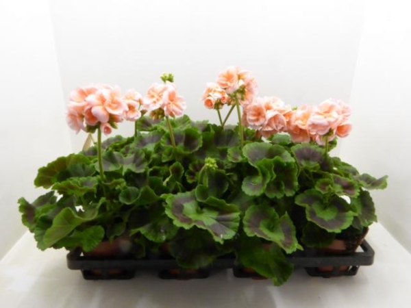 Pelargonium zonale lachs