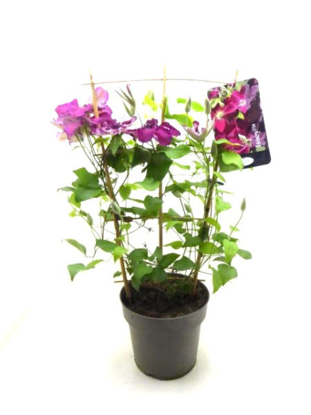 Clematis Spalier lila