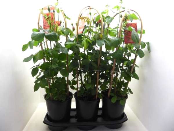 Rosen Doppelbogen rosa