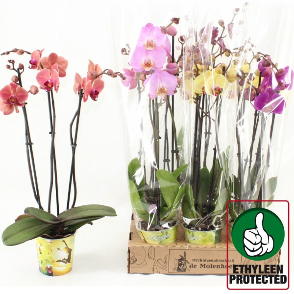 Phalaenopsis 3 Rispen Mix