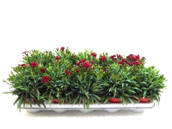 Dianthus "Peman" rot
