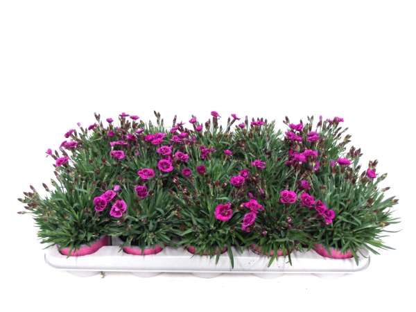 Dianthus 'Picture Perfect'