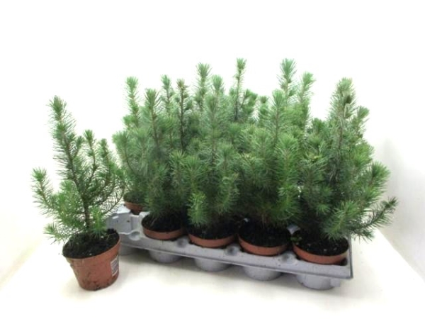 Pinus pinea "Happy Star"