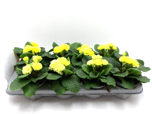 Primula "Pompom" gelb