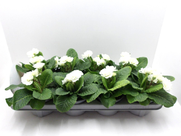 Primula "Pompom" weiß