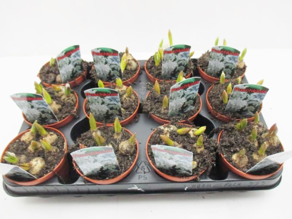 Puschkinia scilloides