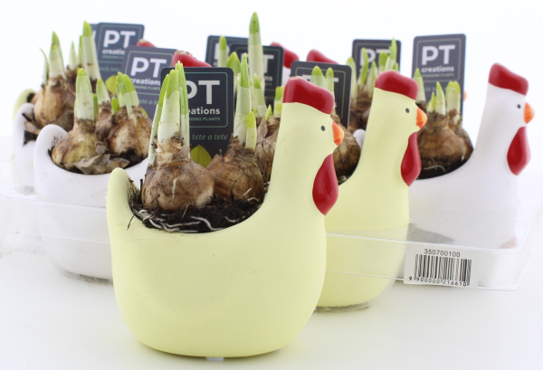 Narzissen in Huhntopf