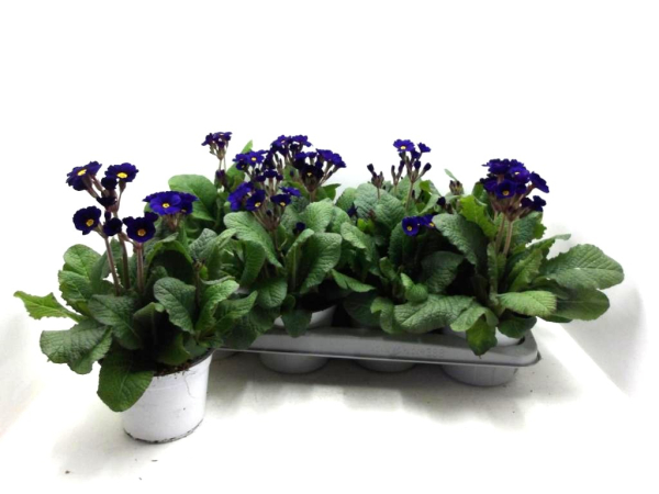 Primula elatior "Stella" blau