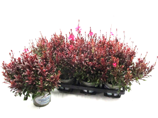 Gaura lindh. pink