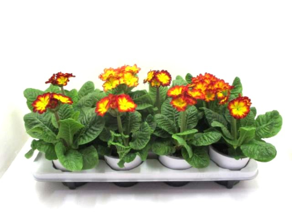 Primula elatior gelb-rot