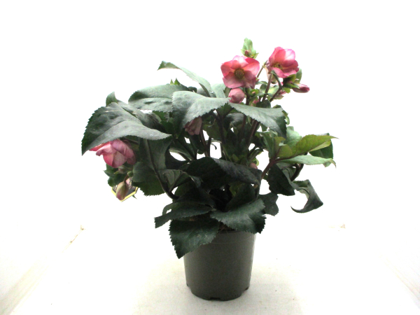 Helleborus "Ice 'n Roses" rot