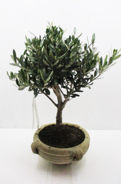 Olea europea Amphorenschale