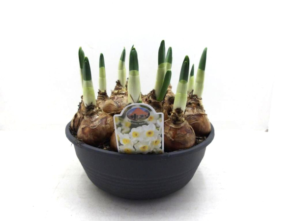 XL Schale Narcissus "Avalanche"