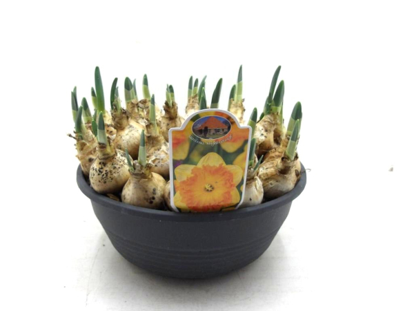 XL Schale Narcissus "Bright Corsage"