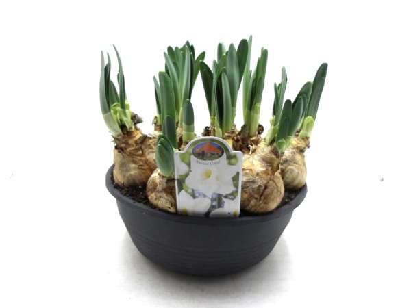 XL Schale Narcissus "Genève"