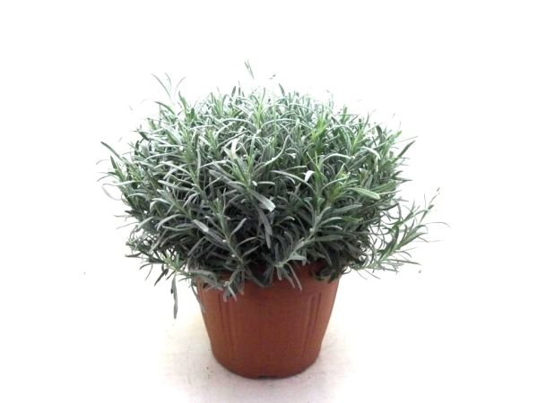 Lavandula ang. Busch T30