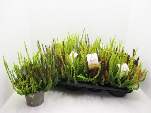 Calluna Trio "Sunset Fire"