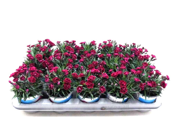 Dianthus "Viva Magenta"