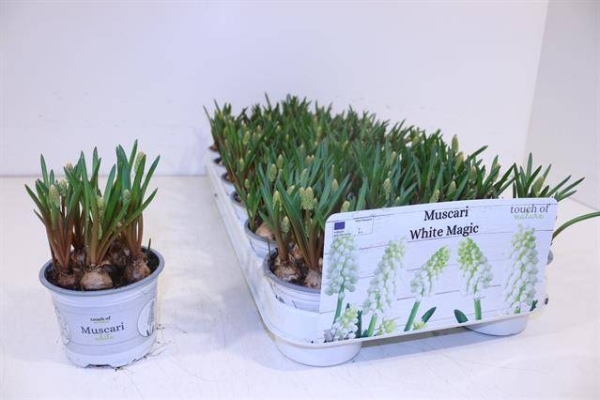 Muscari weiß