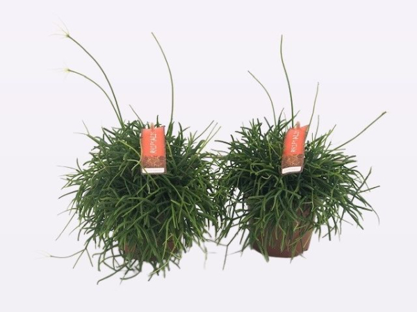 Rhipsalis baccifera 'Oasis'