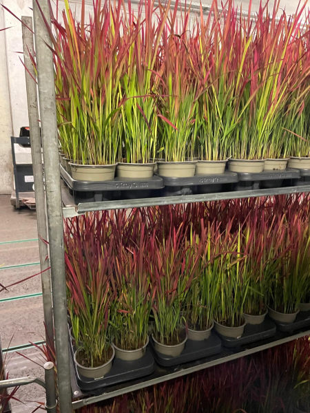 Imperata cylindrica "Red Baron"