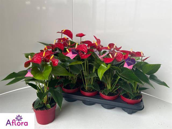 Anthurium andr. midi rot
