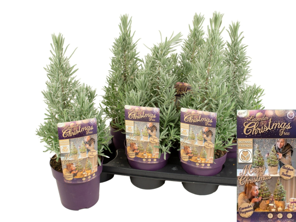 Lavandula ang. "Christmas Tree"