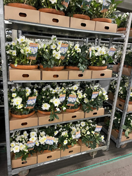 Helleborus niger Tonschale