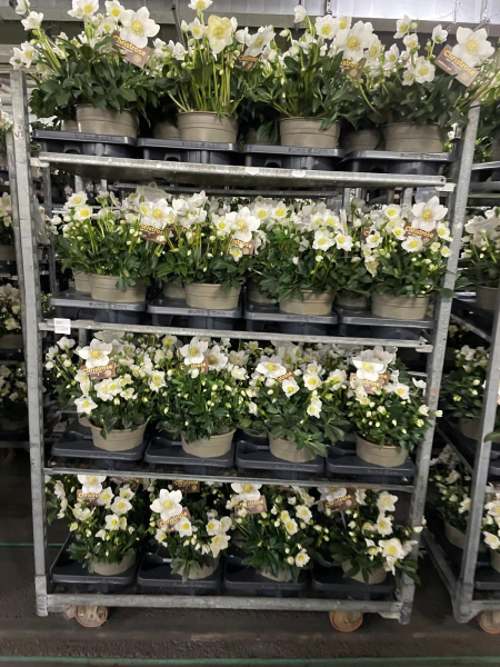 Helleborus niger "Wintergold"