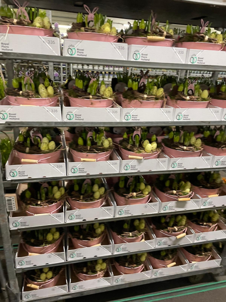 Zwiebelmix in Blechschale rosa