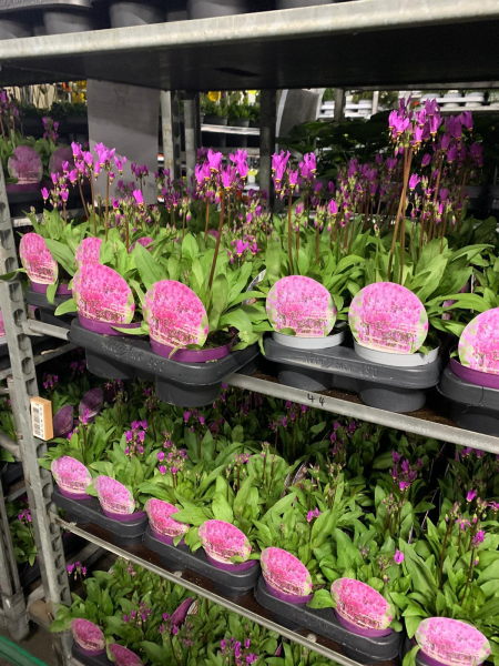 Dodecatheon meadia lila