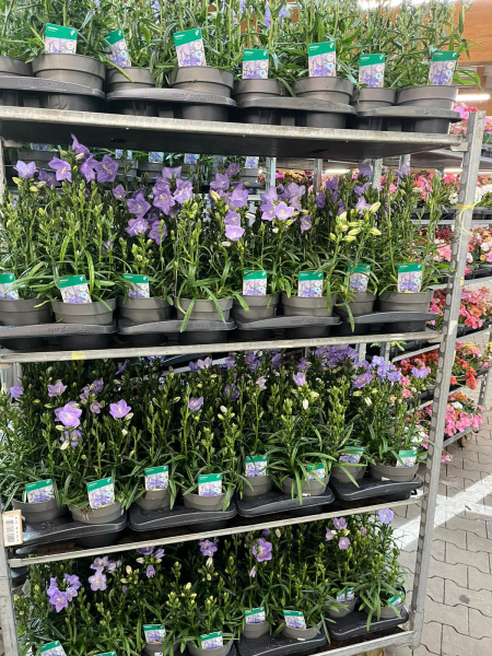 Campanula persicifolia