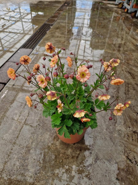 Geum Kübel apricot