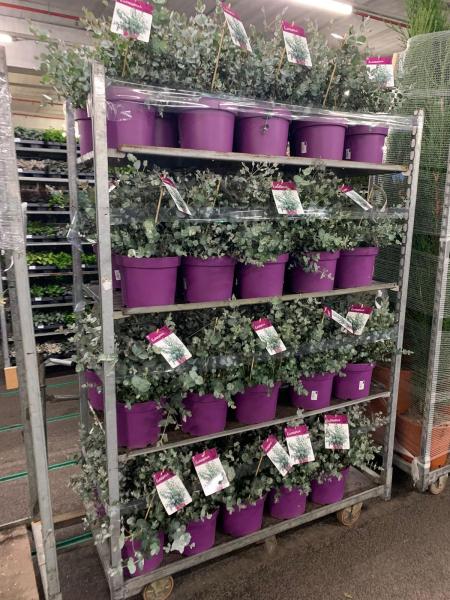 Eucalyptus gunnii Busch