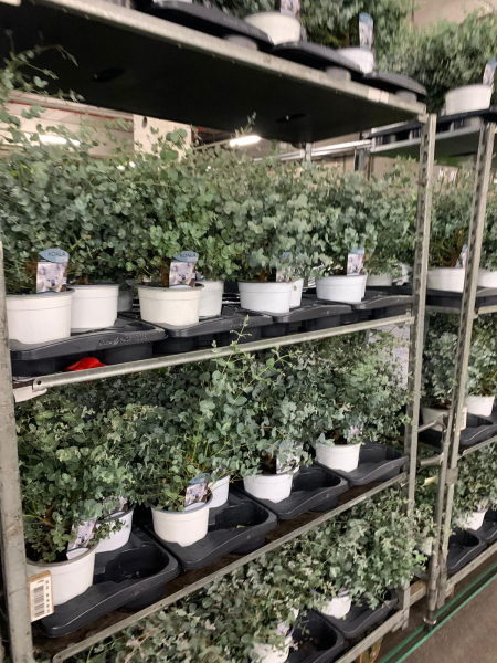 Eucalyptus gunnii "Koala"